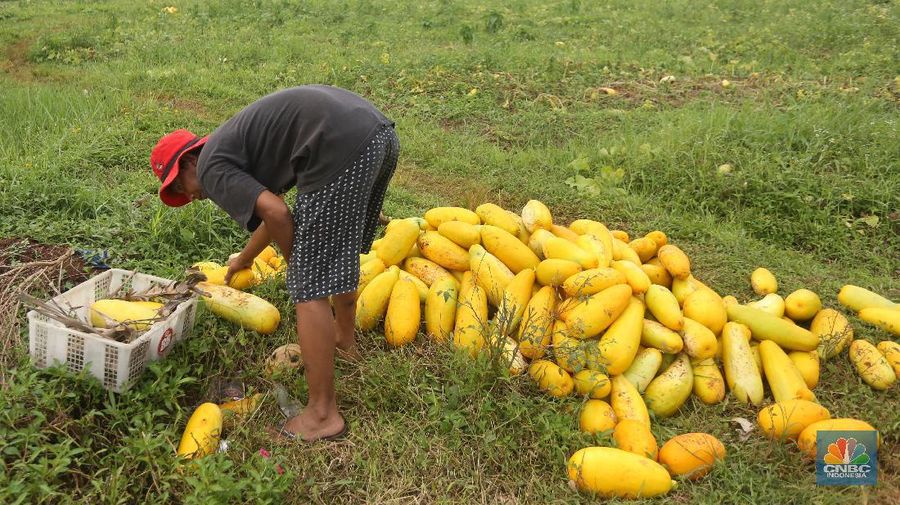 Petani memanen buah timun suri di Kawasan Sawangan, Depok, Jawa Barat, Rabu (21/4/2021). (CNBC Indonesia/Andrean Kristianto)