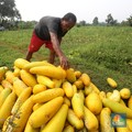 Janji Jokowi ke Petani : Syarat KUR Bakal Makin Mudah!