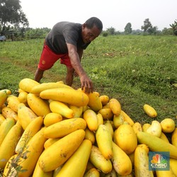 Janji Jokowi ke Petani : Syarat KUR Bakal Makin Mudah!