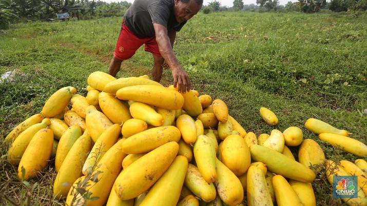 Petani memanen buah timun suri di Kawasan Sawangan, Depok, Jawa Barat, Rabu (21/4/2021). (CNBC Indonesia/Andrean Kristianto) Petani memanen buah timun suri di Kawasan Sawangan, Depok, Jawa Barat, Rabu (21/4/2021). (CNBC Indonesia/Andrean Kristianto)