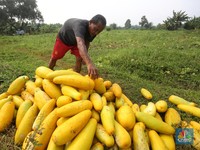 Janji Jokowi ke Petani : Syarat KUR Bakal Makin Mudah!
