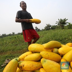 Potensi Cuan di Pertanian Rp1.000 T, Tapi ada Banyak Masalah