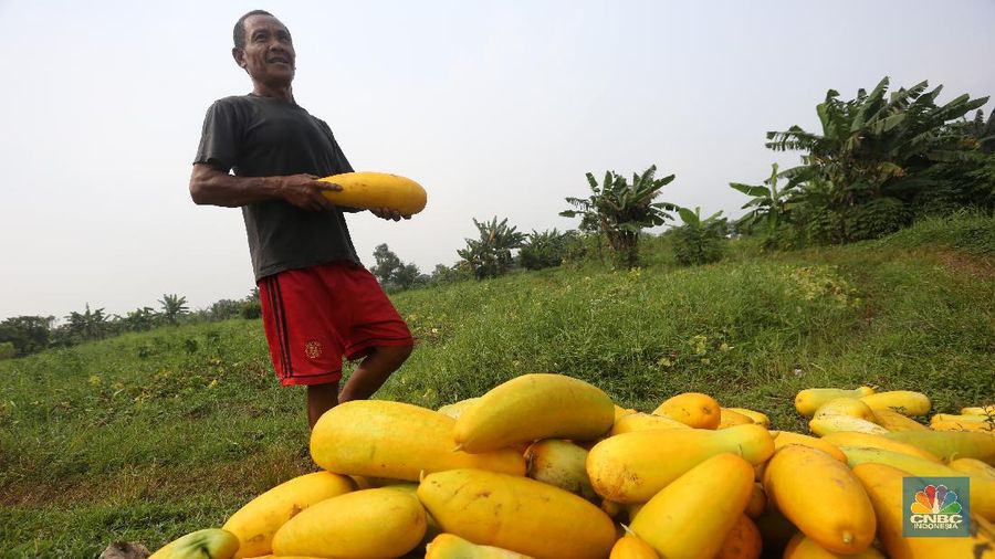 Petani memanen buah timun suri di Kawasan Sawangan, Depok, Jawa Barat, Rabu (21/4/2021). (CNBC Indonesia/Andrean Kristianto)