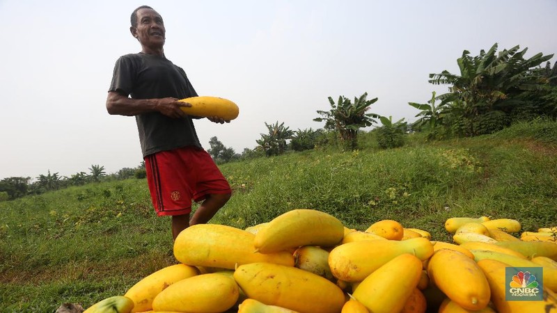 Petani memanen buah timun suri di Kawasan Sawangan, Depok, Jawa Barat, Rabu (21/4/2021). (CNBC Indonesia/Andrean Kristianto)