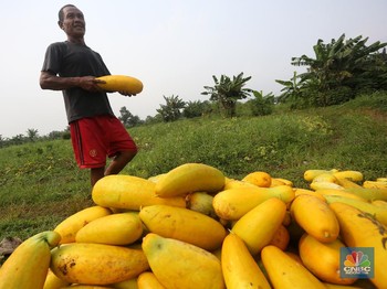 Potensi Cuan di Pertanian Rp1.000 T, Tapi ada Banyak Masalah