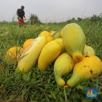 Penampakan Petani Timun Suri yang Cuan Saat Bulan Ramadan