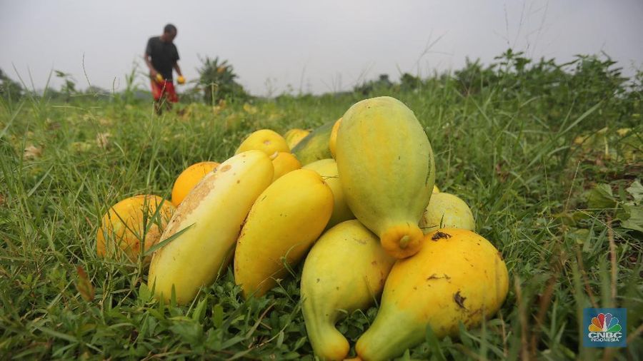 Petani memanen buah timun suri di Kawasan Sawangan, Depok, Jawa Barat, Rabu (21/4/2021). (CNBC Indonesia/Andrean Kristianto)