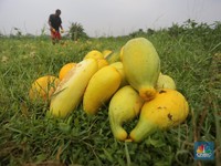 Penampakan Petani Timun Suri yang Cuan Saat Bulan Ramadan