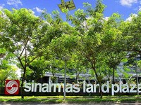 Emiten Sinarmas Land (DUTI) Umumkan Bagi Dividen Interim Rp 703 M