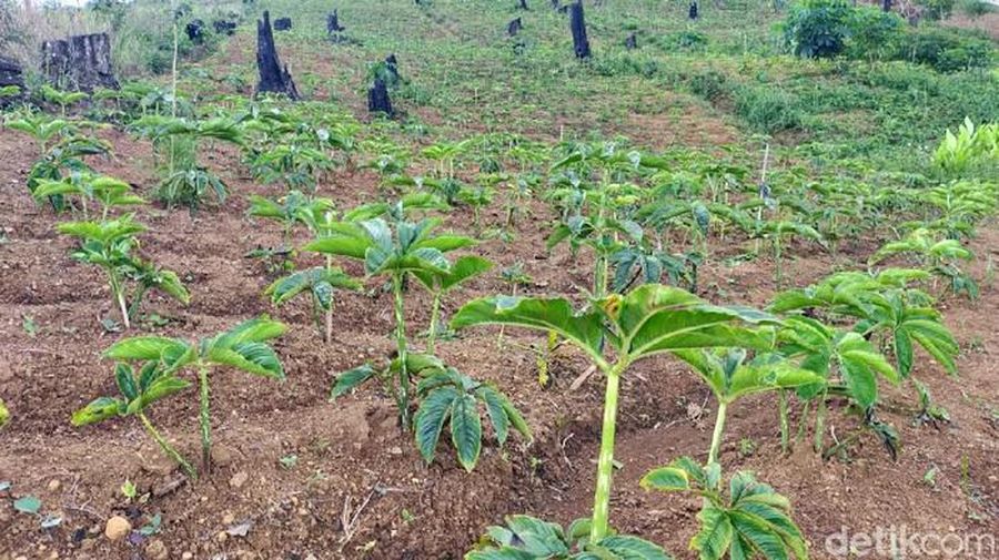 Lahan porang di Ponorogo. (Foto: Charolin Pebrianti/detikcom)