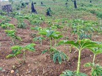 Booming Sampai Mancangera, Nih Tanaman Porang yang Lagi Viral