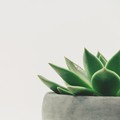 Jangan Ngadi-ngadi, Ini 5 Tips Merawat Tanaman Hias Sukulen