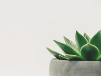 Jangan Ngadi-ngadi, Ini 5 Tips Merawat Tanaman Hias Sukulen