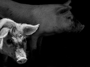Ini 10 Istilah Makanan yang Mengandung Babi, Bukan Hanya Lard
