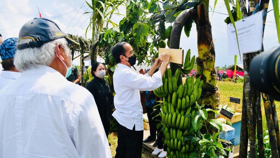 Presiden Joko Widodo secara langsung meninjau panen dan tanam padi di Desa Kanigoro, Kecamatan Pagelaran, Kabupaten Malang, dalam kunjungan kerjanya di Provinsi Jawa Timur pada Kamis, 29 April 2021.  (Biro Pers Sekretariat Presiden/Laily Rachev)
