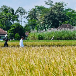 Apa Tujuan Jokowi Bentuk Badan Pangan Nasional?