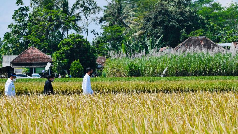 Presiden Joko Widodo secara langsung meninjau panen dan tanam padi di Desa Kanigoro, Kecamatan Pagelaran, Kabupaten Malang, dalam kunjungan kerjanya di Provinsi Jawa Timur pada Kamis, 29 April 2021.  (Biro Pers Sekretariat Presiden/Laily Rachev)