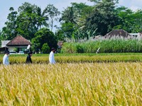 Apa Tujuan Jokowi Bentuk Badan Pangan Nasional?