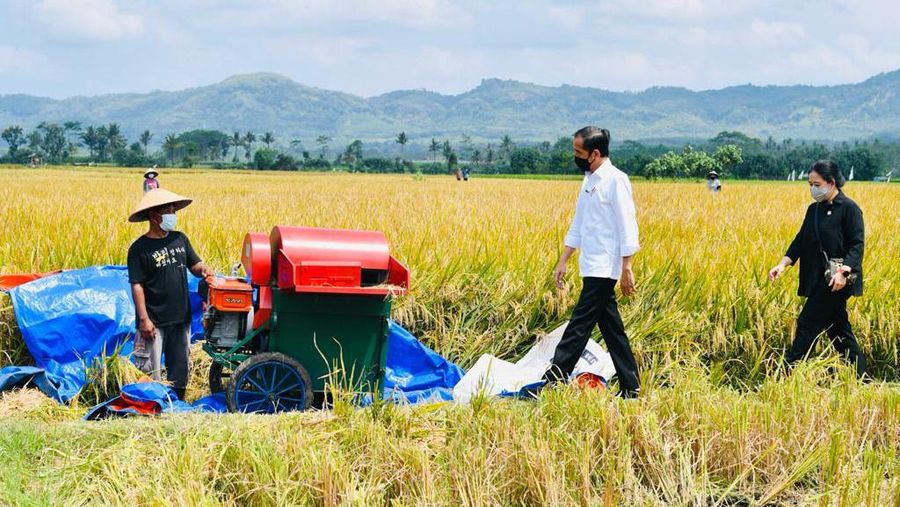 Presiden Joko Widodo secara langsung meninjau panen dan tanam padi di Desa Kanigoro, Kecamatan Pagelaran, Kabupaten Malang, dalam kunjungan kerjanya di Provinsi Jawa Timur pada Kamis, 29 April 2021.  (Biro Pers Sekretariat Presiden/Laily Rachev)