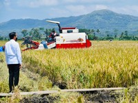 10 Lumbung Padi Nasional, Jawa Sing Ada Lawan!
