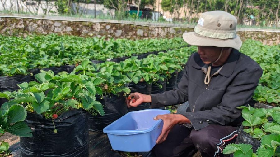 Perkuat Komitmen SDGs dan ESG, Pertamina Dorong Perekonomian di Sektor Kelembagaan Islami. Salah satunya dengan Pesantren Agribisnis Al Ittifaq di Jawa Barat untuk pembiayaan petani binaannya