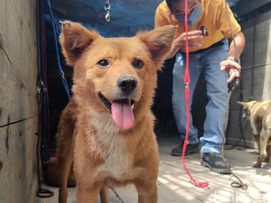Korsel Sahkan UU Pelarangan Dagang Daging Anjing