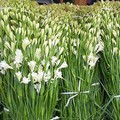 Yuk Bund, Percantik Rumah Saat Lebaran Dengan Bunga Ini