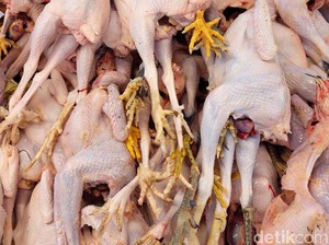 Harga Ayam di Pasar Ikut Anjlok Jadi Rp 35.000/Kg, Ini Biang Keroknya