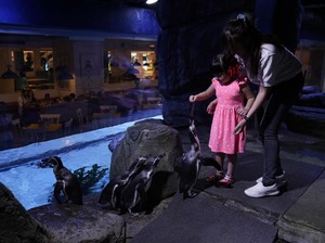Liburan Long Weekend, Jakarta Aquarium Malah Lebih Lengang di Hari Minggu