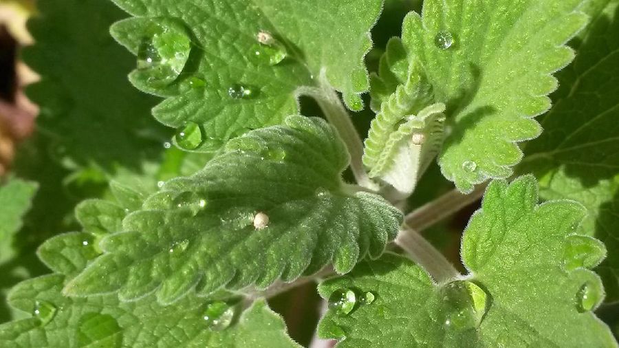 Catnip (Image by R. E. Beck from Pixabay )