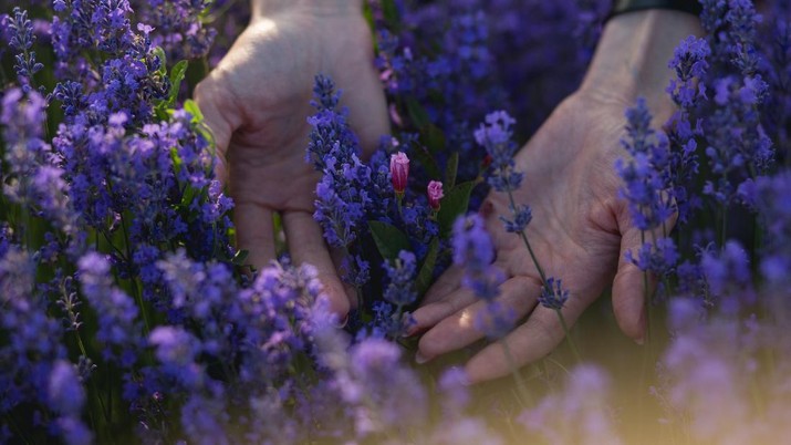 Lavender Lavender (Photo by Serghei Savchiuc on Unsplash)