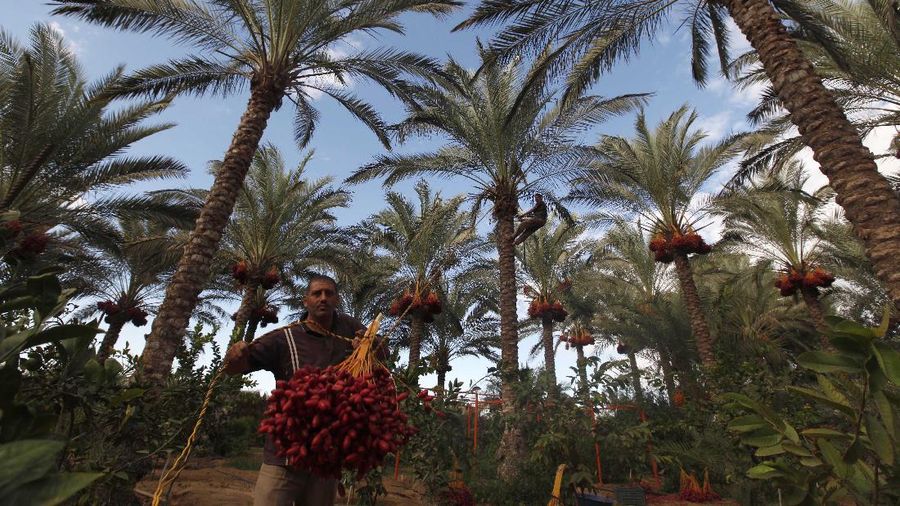 Palestinian workers pick dates during the harvest in Deir El Balah, in central Gaza Strip, Monday, Oct. 7, 2013. The harvesting season for dates usually starts at the beginning of October, after the first rain. The community of Deir El Balah takes its name from the word 