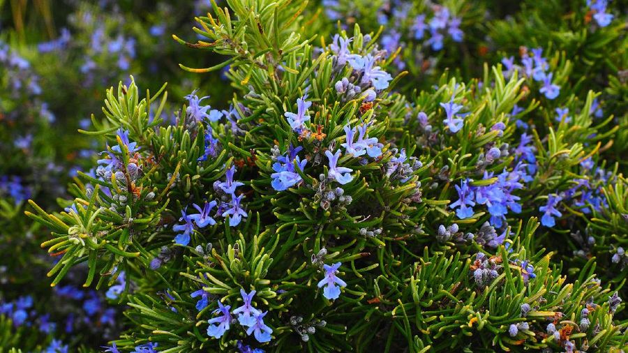 Rosemary (Image by Hans Braxmeier from Pixabay )