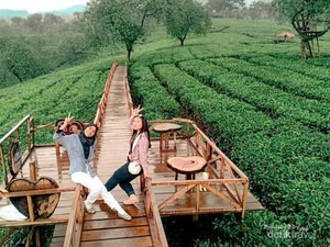5 Wisata Kebun Teh di Jatim dengan Pemandangan Menakjubkan