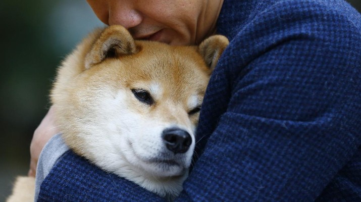 In this Wednesday, Dec. 23, 2015 photo, Shinjiro Ono hugs his Shiba Inu Maru at Ueno Park in Tokyo. This bundle of fun and fur is a 7-year-old Shiba Inu who has been top dog on Instagram for several years. Marutaro has 2.2 million followers on Instagram. (AP Photo/Shizuo Kambayashi)