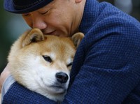 Halo! Shiba Inu Sedang Dibanting, Bitcoin Cs Melenggang