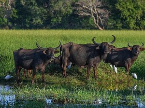 Harga Sapi Hidup Tinggi, RI Impor Kerbau Australia