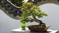 Bonsai untuk Hiasi Meja Kerja atau Ruang Tamu, Ini Pilihan yang Bagus