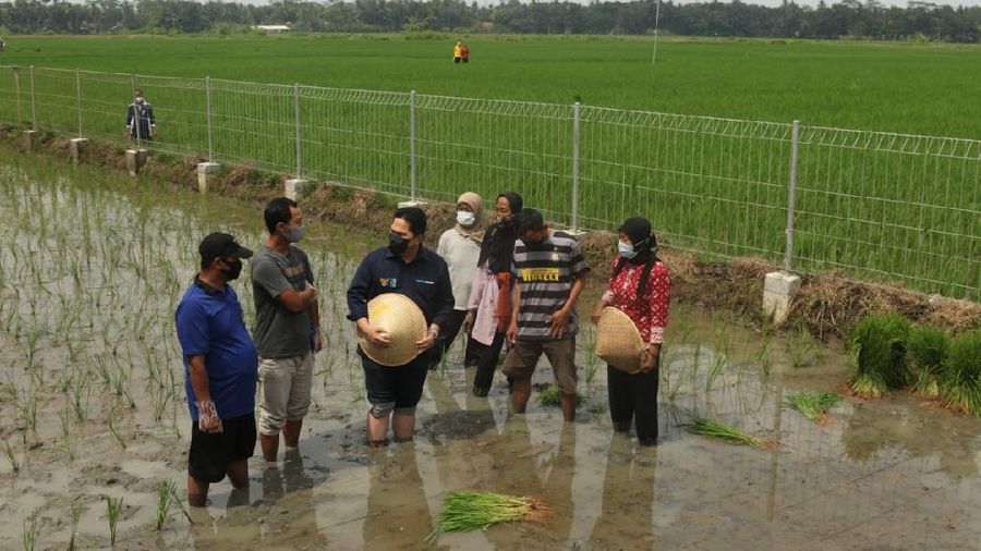 Menteri BUMN, Erick Thohir saat meninjau Sentra Pengolahan Beras Terpadu (SPBT) di Desa Kaliputih, Kutowinangun, Kebumen, Jawa Tengah, Minggu (23/5). (Dok. Kementerian BUMN)