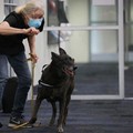 Lebih Cepat dari PCR, Anjing Bisa Deteksi Covid Dalam 1 Detik