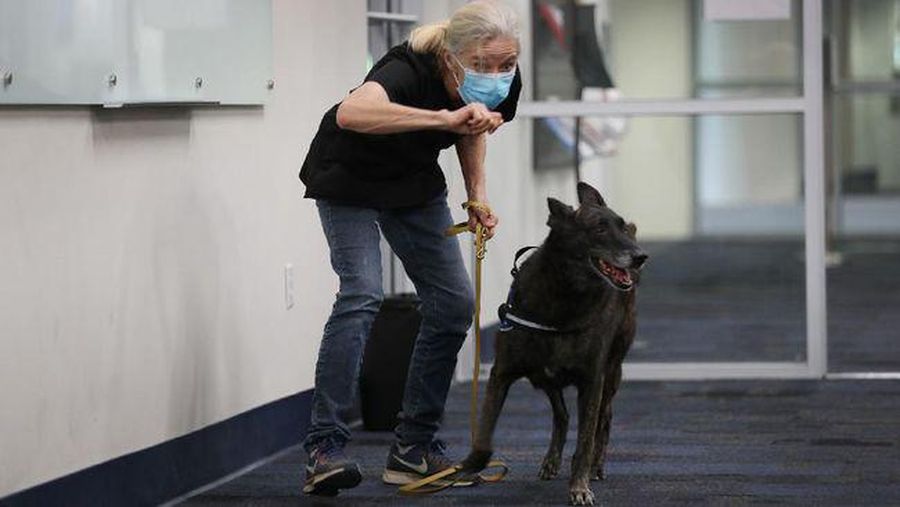 lustrasi anjing pelacak Covid-19. AP/