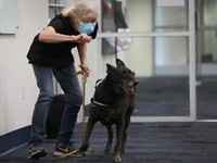 Lebih Cepat dari PCR, Anjing Bisa Deteksi Covid Dalam 1 Detik