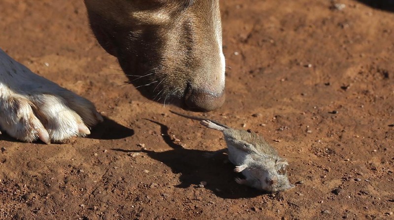 Mice scurry around stored grain on a farm near Tottenham, Australia on May 19, 2021. Vast tracts of land in Australia's New South Wales state are being threatened by a mouse plague that the state government describes as 
