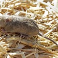 Kenali Gejala Virus Langya yang Diduga Berasal dari Tikus