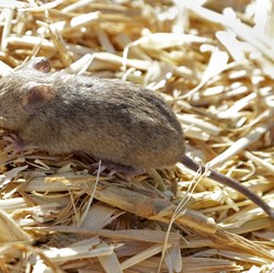 Kenali Gejala Virus Langya yang Diduga Berasal dari Tikus