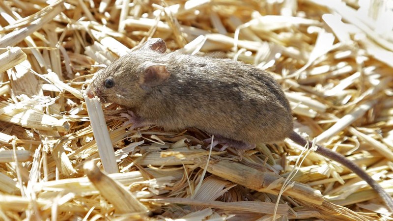 Mice scurry around stored grain on a farm near Tottenham, Australia on May 19, 2021. Vast tracts of land in Australia's New South Wales state are being threatened by a mouse plague that the state government describes as 