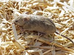 Kenali Gejala Virus Langya yang Diduga Berasal dari Tikus