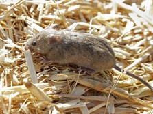 Peneliti Berhasil Bikin Tikus Buta Jadi Bisa Melihat Lagi