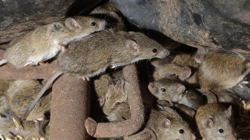 Mice scurry around stored grain on a farm near Tottenham, Australia on May 19, 2021. Vast tracts of land in Australia's New South Wales state are being threatened by a mouse plague that the state government describes as 