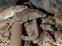 13 Cara Mengusir Tikus Membandel di Rumah, Tanpa Racun!